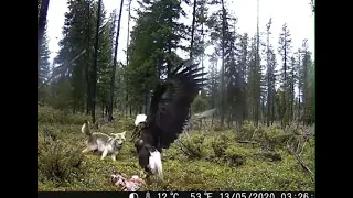 Bald eagles and coyote fight over a fresh deer carcass in the Swan Valley, Montana !!