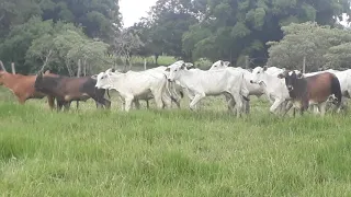 Gado cruzamento industrial tricross , guzonel com braford.  Gado do sitio Recanto Tenri de Vera Cruz