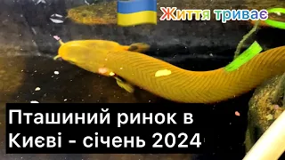 Пташиний ринок в Києві - січень 2024.