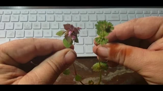 Henbit ,Lamium amplexicaule, and Purple Deadnettle, Lamium purporeum. Side by side comparison.