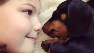 30 Funny Dachshund Dogs Videos Instagram, Funny And Cute Dachshund Dog Try Not laugh Videos