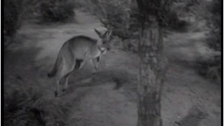 Lassie - Episode #221 - "The Wallaby" - Season 7 Ep. 2 - 09/18/60