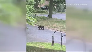 Yet another bear spotted, this time in Bethesda, Maryland