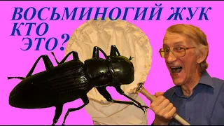 Чудо Восьминогий Жук. Кто Это? Школа Энтомолога.