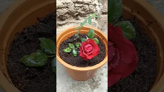 You will know one more way to propagate roses when you know this #growing roses #youtubeshorts