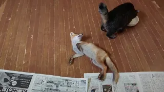 Кот и лисёнок. The cat and the fox.