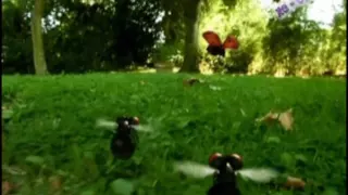 The Flight of The Bumble Bee (David Garret)