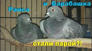 Раиса и Барабашка - ПАРА!?