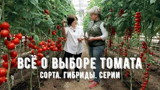 Самые урожайные сорта томатов для открытого грунта и теплиц. Лучшие сорта томатов!