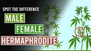 Spot the Difference Between Male, Female and Hermaphrodite Cannabis Plants