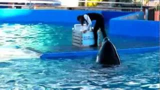 Killer Whale show @ Miami Seaquarium, Key Biscayne, FL