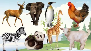 Bustling animal world sounds: Moose, Elephant, Penguin, Giraffe, Goat, Panda, Zebra, Chicken