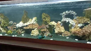 blacked out 6 foot saltwater aquarium