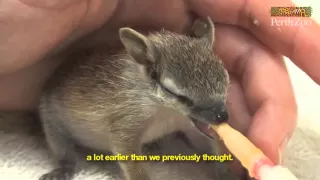 Hand-raising Baby Numbats at Perth Zoo