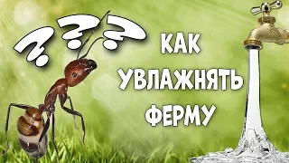 Как увлажнять муравьиную ферму?