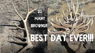 UNREAL DAY OF SHED HUNTING | BROWN ELK SHEDS EVERYWHERE!!