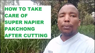 How to take care of Super Napier after cutting