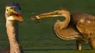 PURPLE HERON - FROG catching CHAMPION | Film Studio Aves