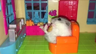 ТОП 5 Лучшие ВИДЕО ПРО СМЕШНЫХ ХОМЯКОВ. Top 5 funny video about a hamster.