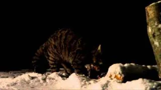 Rare Scottish wildcat caught in fantastic video