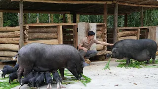 A herd of piglets attacked the mother pig, Building more cages to increase the number of pigs