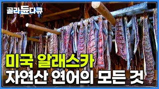 세계 최대를 자랑하는 알래스카 자연산 연어의 모든 것!┃미국 알래스카에서 겨울 월동 준비하는 법┃자연산 연어 잡이┃알래스카 연어┃인간과 바다┃#골라듄다큐