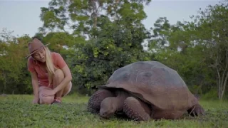 Galapagos Giant Tortoise - Alison's Adventures