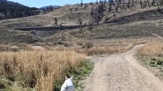 Bull Terrier Daily Off-Leash Nature Walk