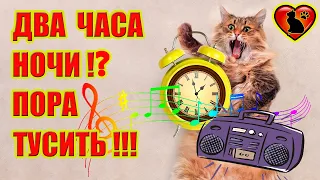 Вот Почему Ваша Кошка Не Дает Спать По Ночам!