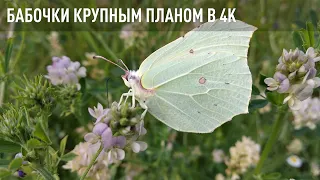 Бабочки снятые крупным планом в 4K