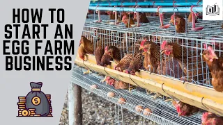 How to Start an Egg Farm Business | Starting an Egg Layer Poultry Farm & Selling Eggs