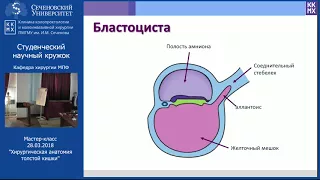 Мастер-класс на кружке Эскулап 28.03.2018 - Хирургическая анатомия толстой кишки