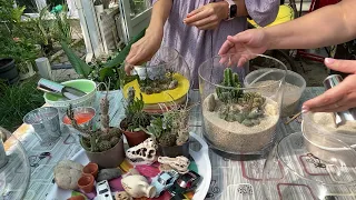 Суккуленты и кактусы, обзор и новые композиции 🌵