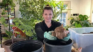 🍃How to Plant Elephant Ears - Y Garden 🍃