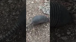 Big Armadillo!!