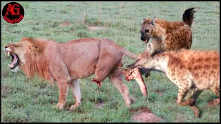 15 moments of hyena hunting caught on camera | Animal Fight