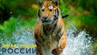 Дикая природа России / Wild Russia E01