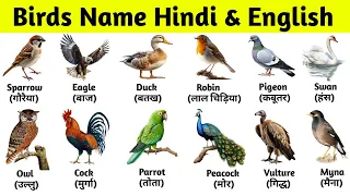 20 Birds Name in Hindi and English | पक्षियों के नाम | Birds Name | Hindi and English Vocabulary |