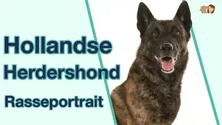 Hollandse Herdershond (Holländischer Schäferhund) im Rasseportrait | Hunderasse für aktive Menschen?