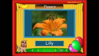 Learn Flowers for Preschool Video