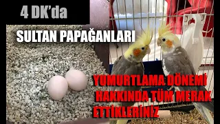 Sultan Papağanı yumurtlaması hakkında tüm merak ettikleriniz