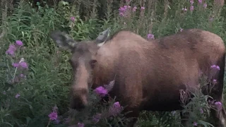 Mama Moose & 2 Babies In My Yard ❤️