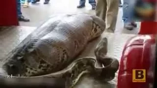 phyton snake eats drunk man