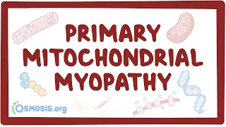Primary mitochondrial myopathy - causes, symptoms, diagnosis, treatment, pathology