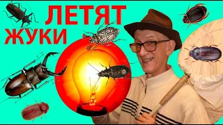 Какие Семейства Жуков (Coleoptera) Летят на Свет Лампы?