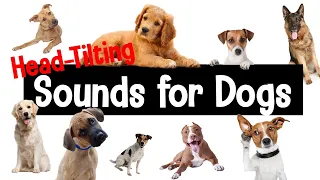 Sounds for Dogs | Head-Tilting Sounds Your Dog Will Love