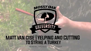 Yelping and Cutting Sequence to Strike a Turkey - Matt Van Cise