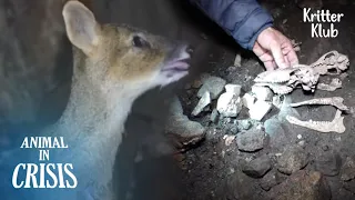 Water Deer Trapped Inside A 6M Pit Falls From Jumping Repeatedly | Animal in Crisis Ep 303