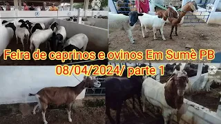 Feira de caprinos e ovinos Em Sumè PB 08/04/2024/ parte 1