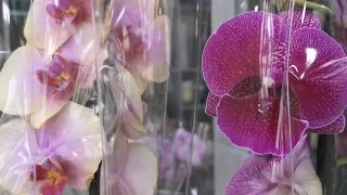 Бомбический завоз орхидей.🥰 Сочи